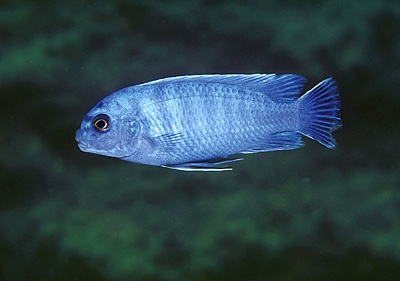 Labidochromis sp. 'gigas cobwe' Mala Point